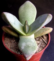 Pleiospilos prismaticus